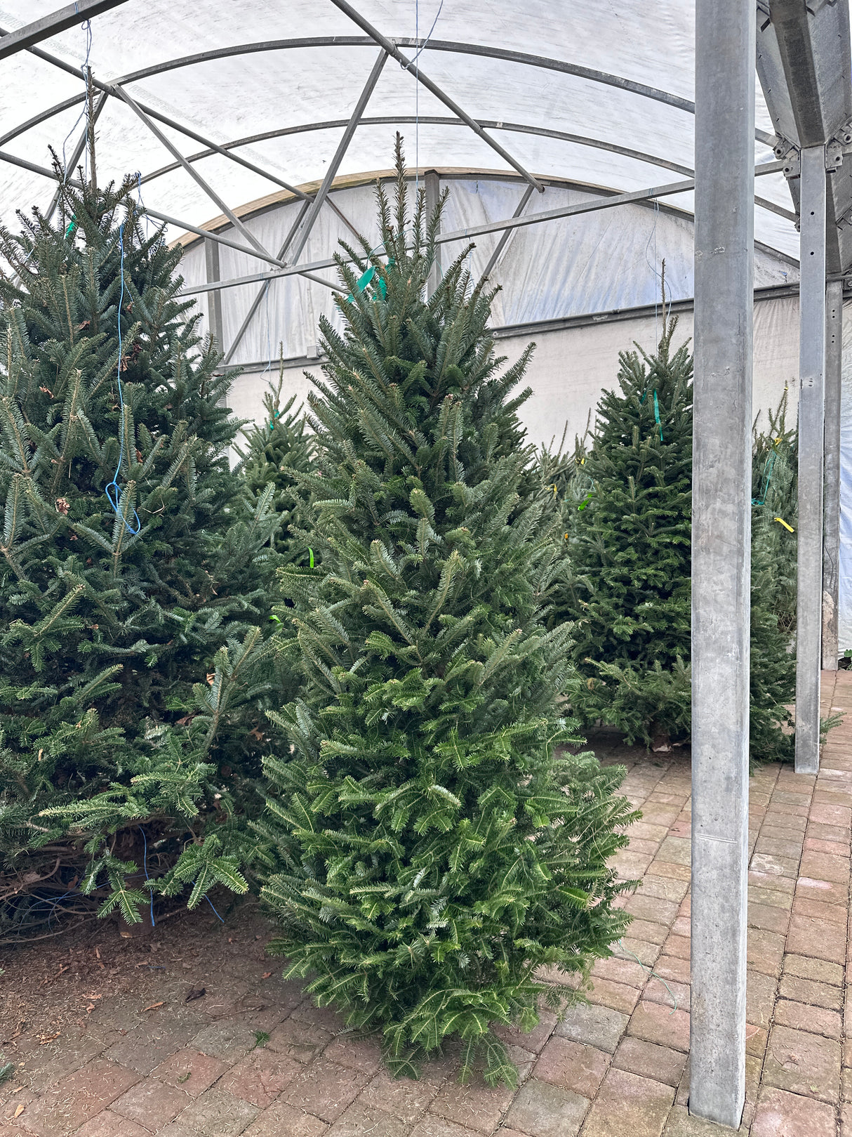 Stack of Christmas trees in a greenhouse setting
