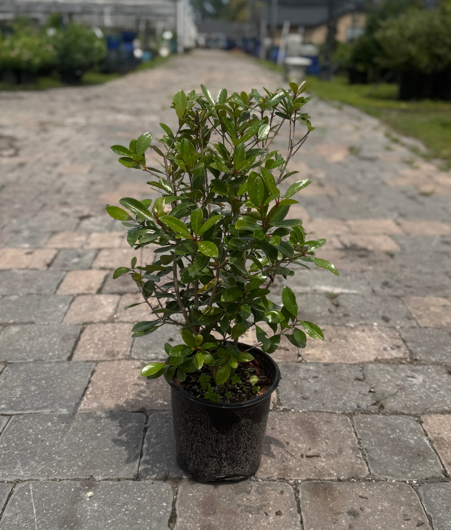 Cleyera plant in three-gallon pot