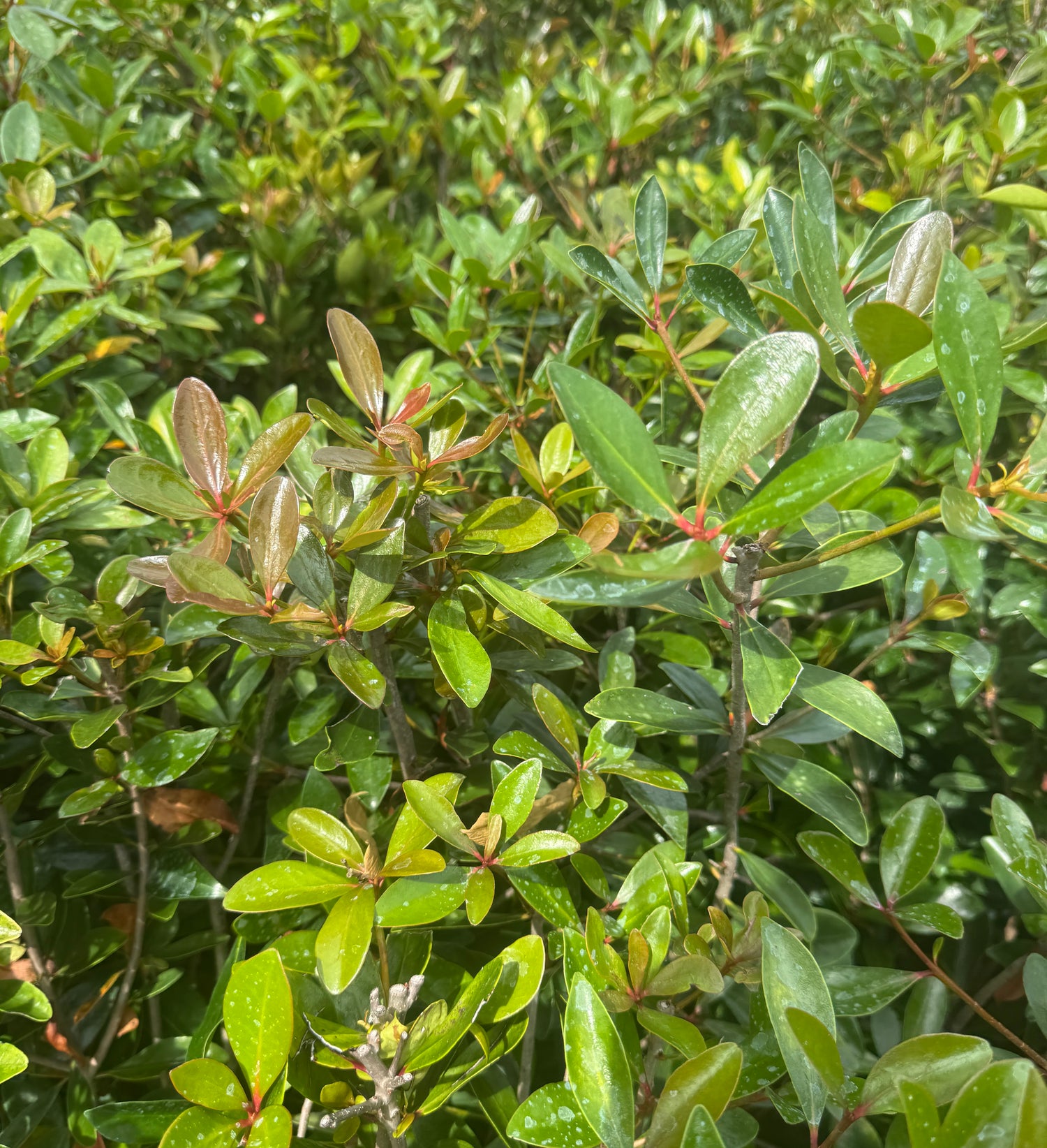 Cleyera plant with rounded leaves of green and red
