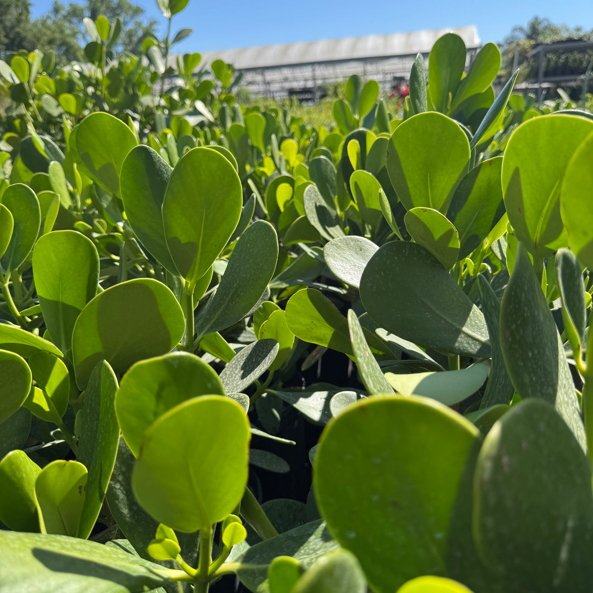 Clusia – Liberty Landscape Supply