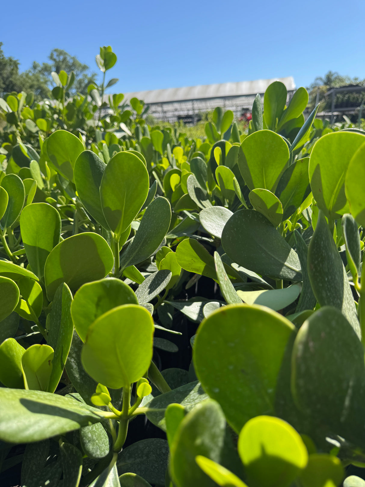 Clusia plant with glossy green leaves