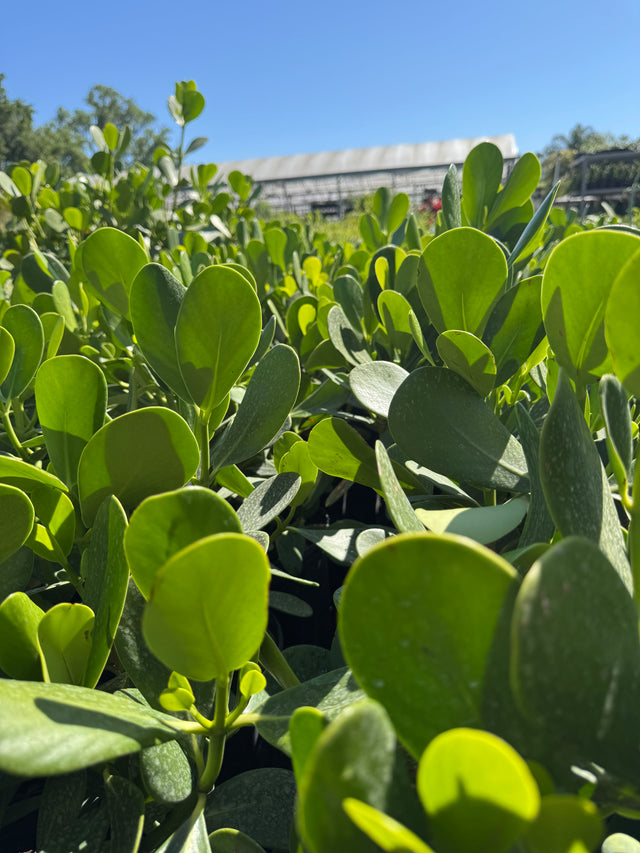 Clusia plant with glossy green leaves