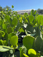 Clusia plant with glossy green leaves