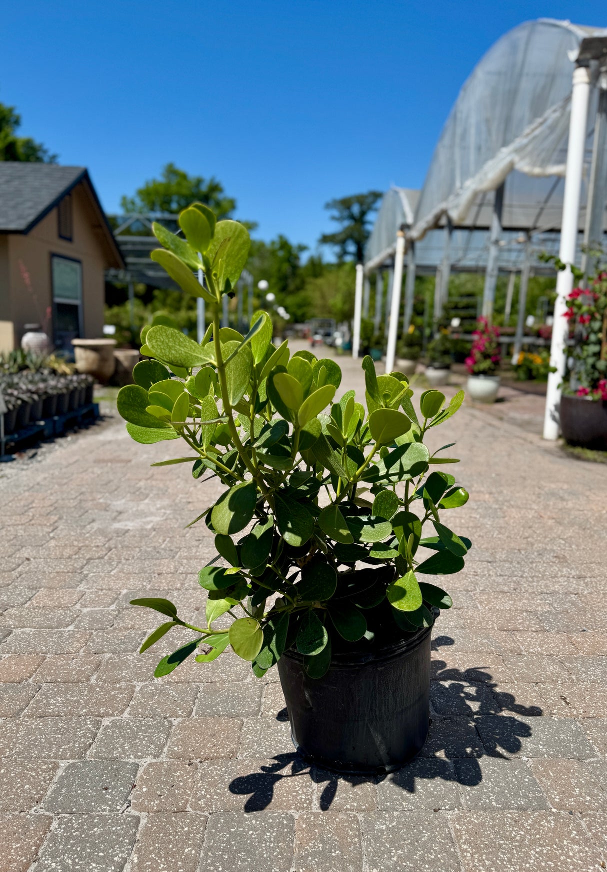 bright green Clusia before bloom