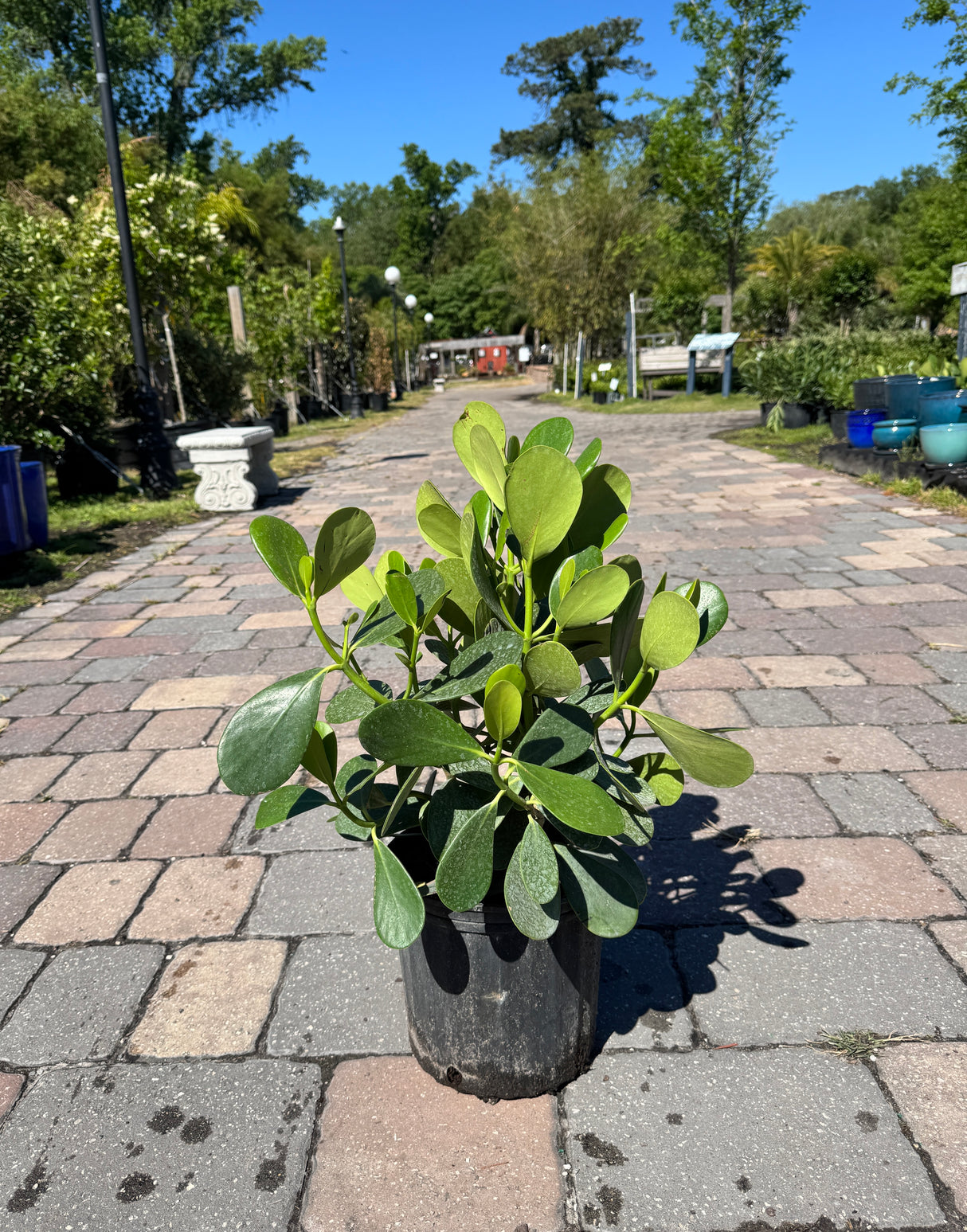 Clusia plant wih green leaves ready for sale