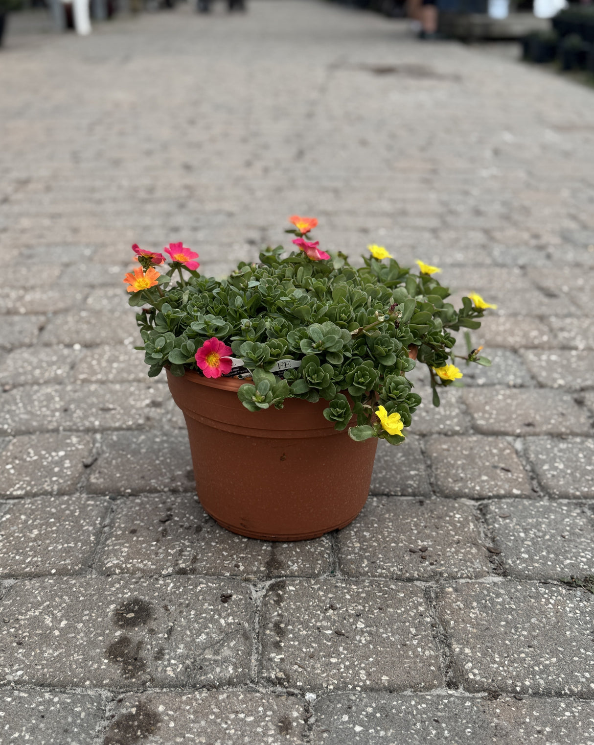 Purslane plane in terracotta color pot