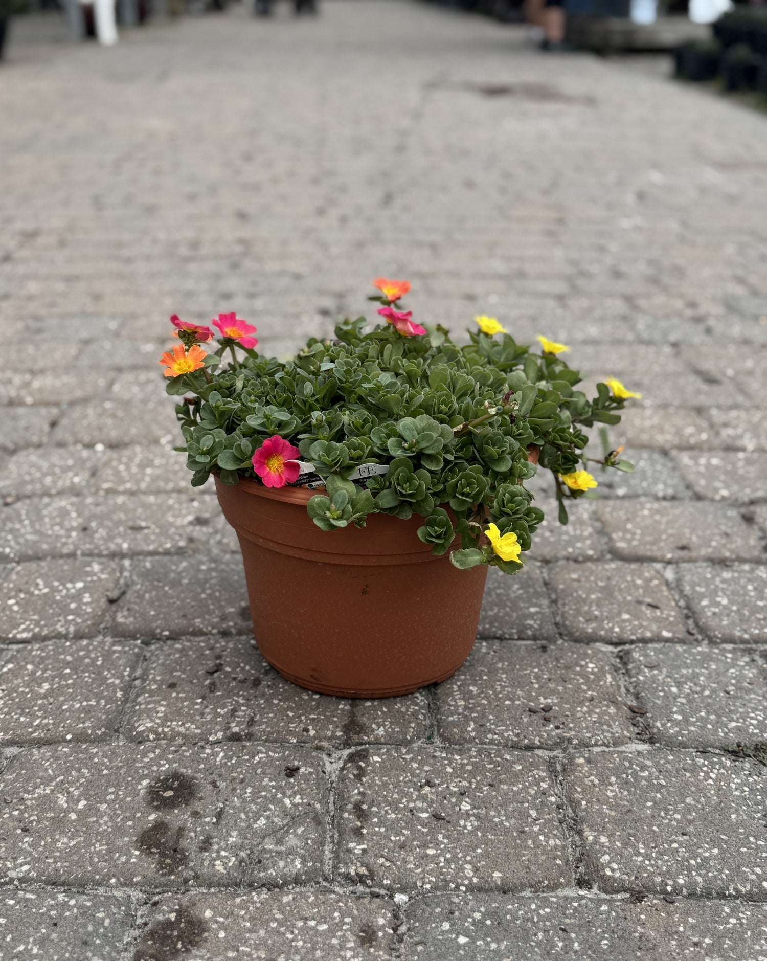 Purslane plane in terracotta color pot