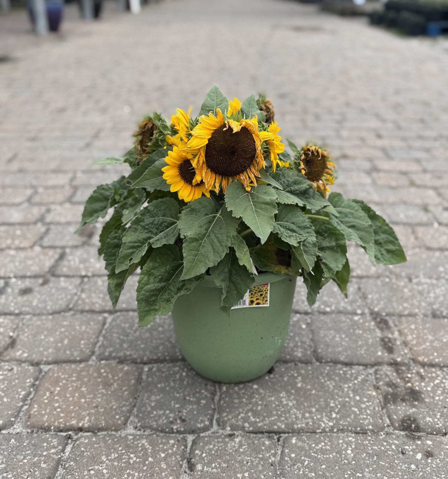 Sunflowers in sage green colored pot