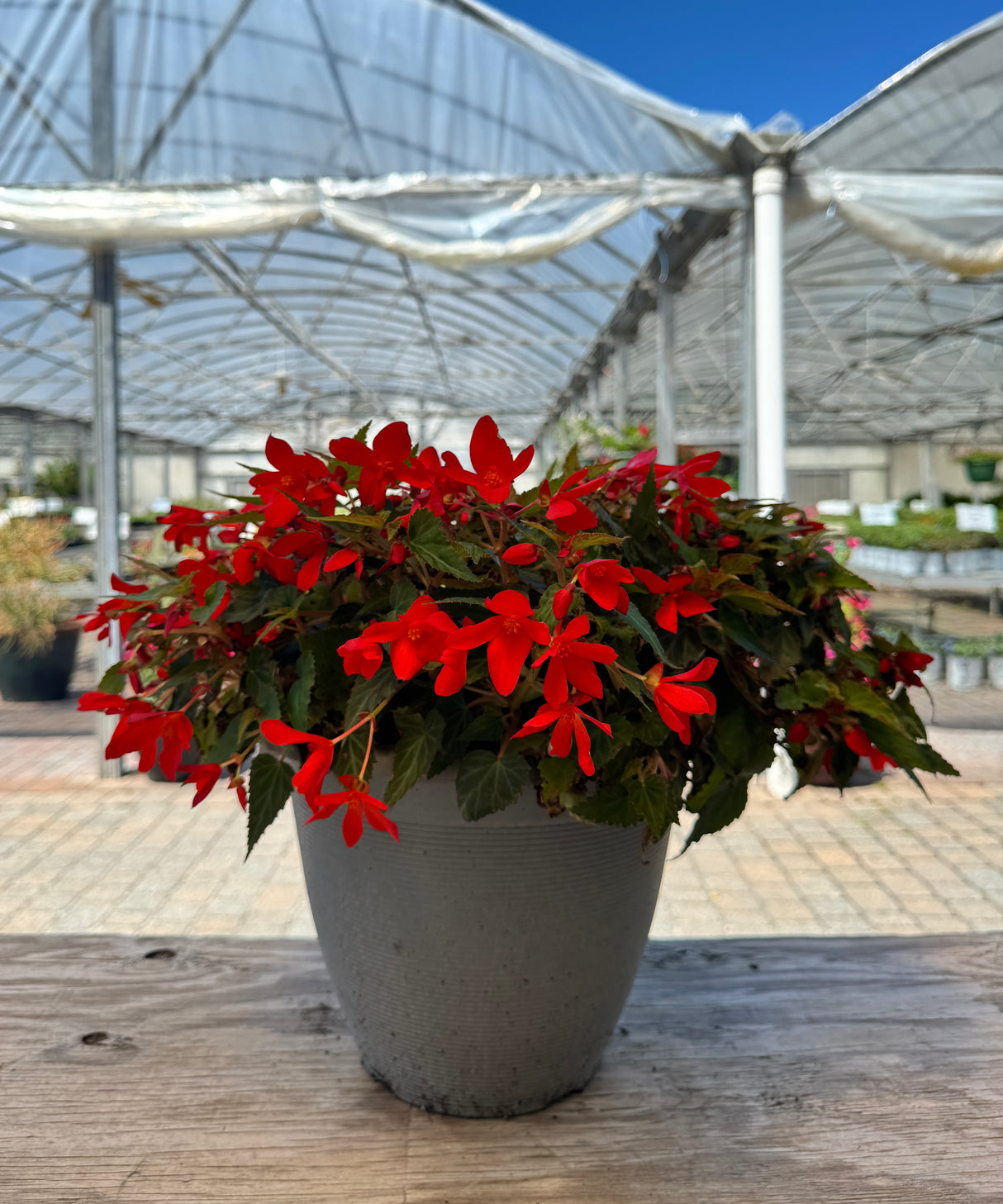 Color Pot plant with red flowers in pot