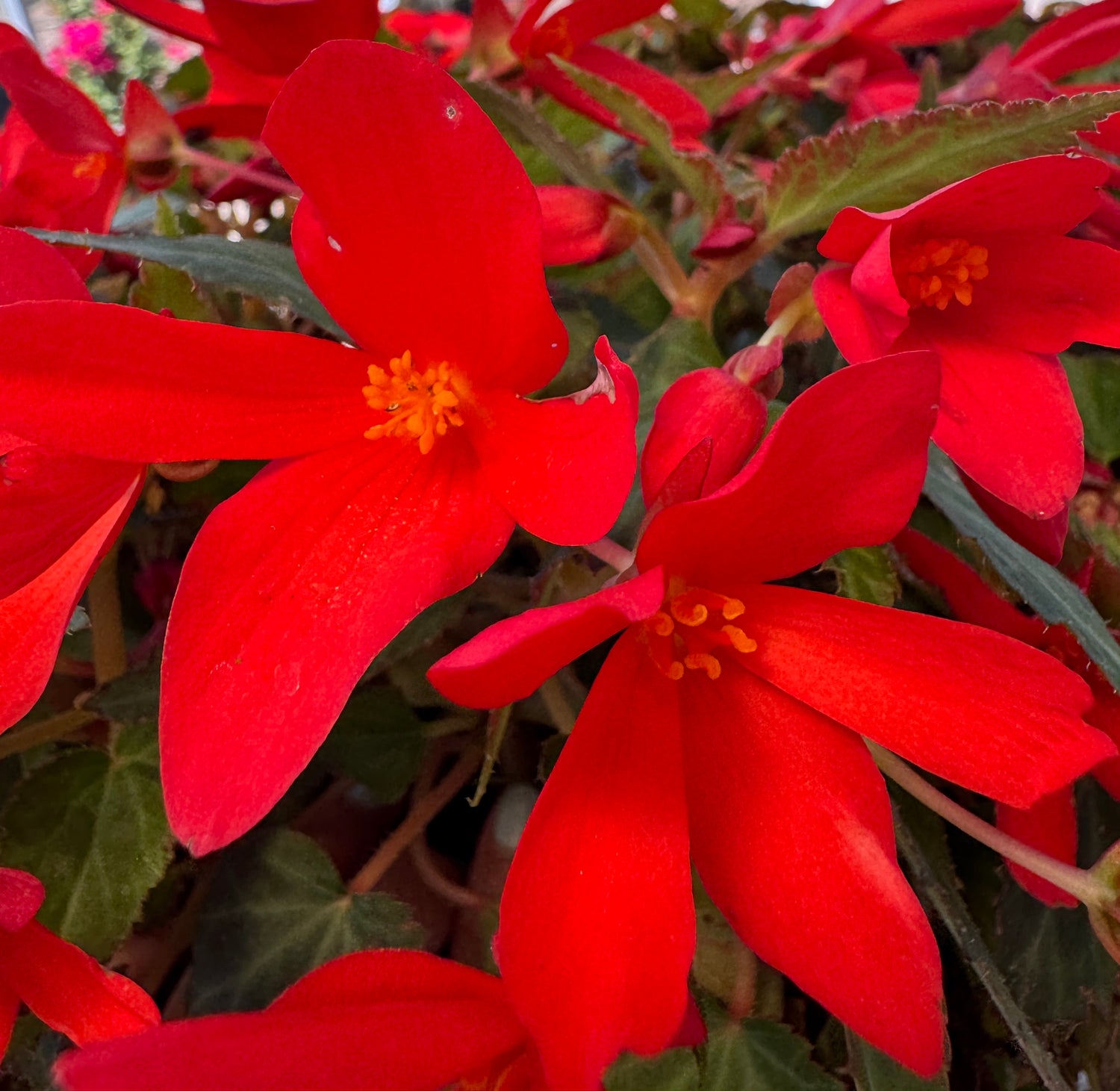 Color Pot plant with bright red flowers