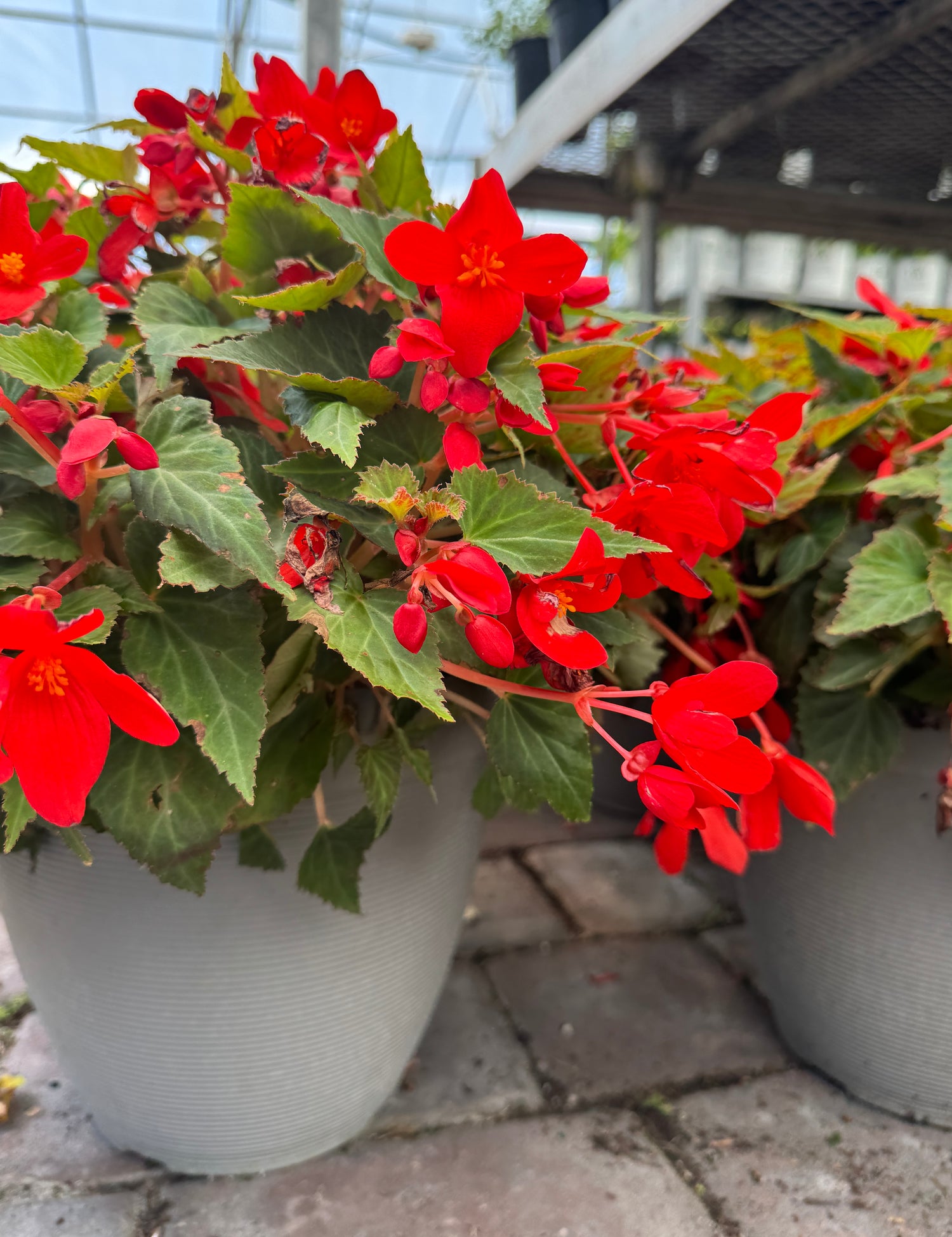 Color Pot plants with red flowers
