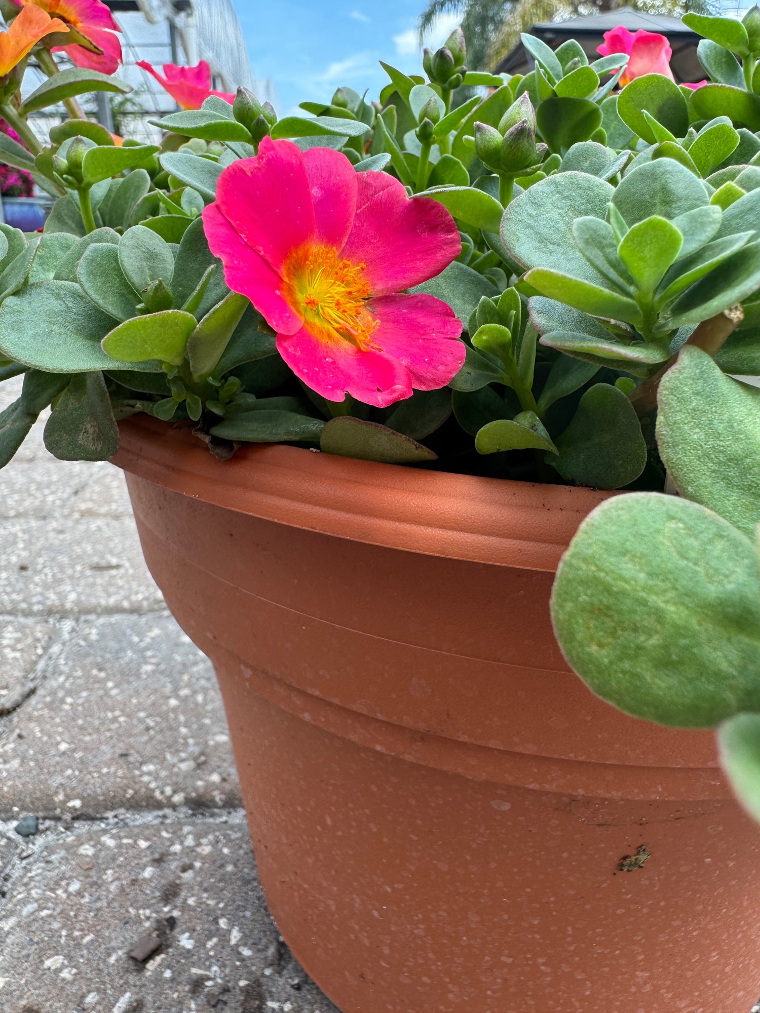 Purslane plant sold in a colored pot