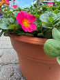 Purslane plant sold in a colored pot