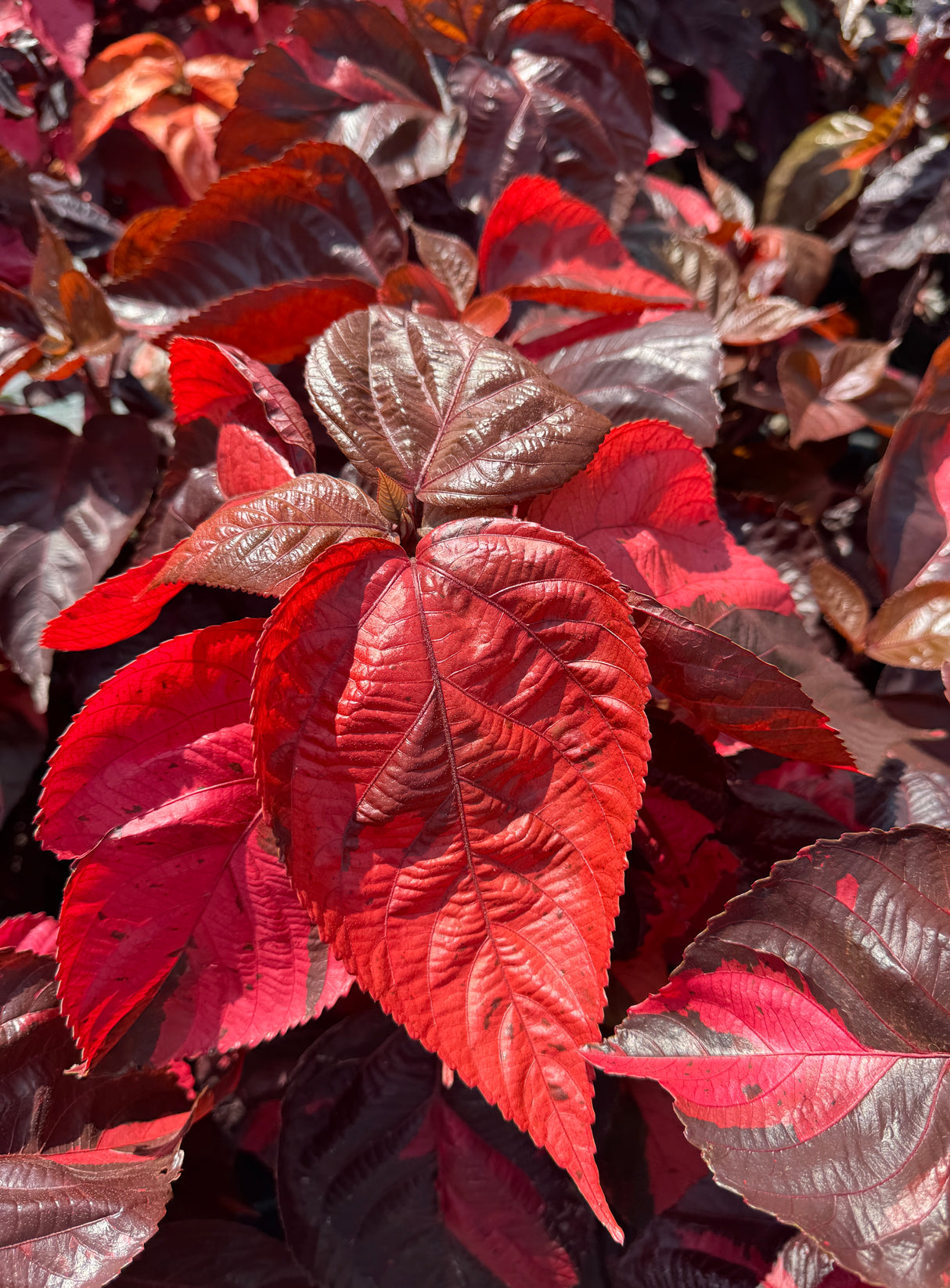 colorful leaves on Copper Leaf plant