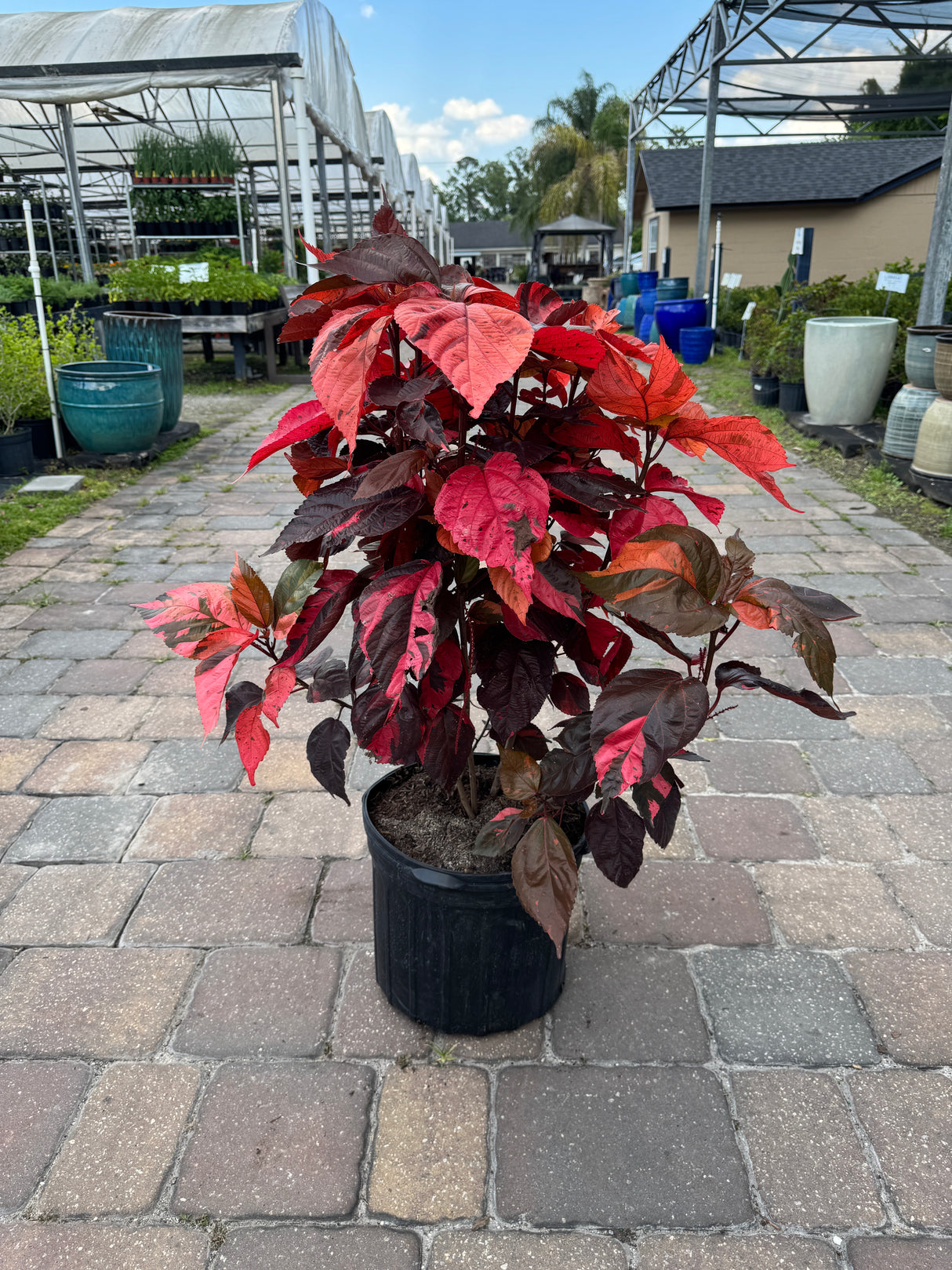 bright tall Copper Leaf plant