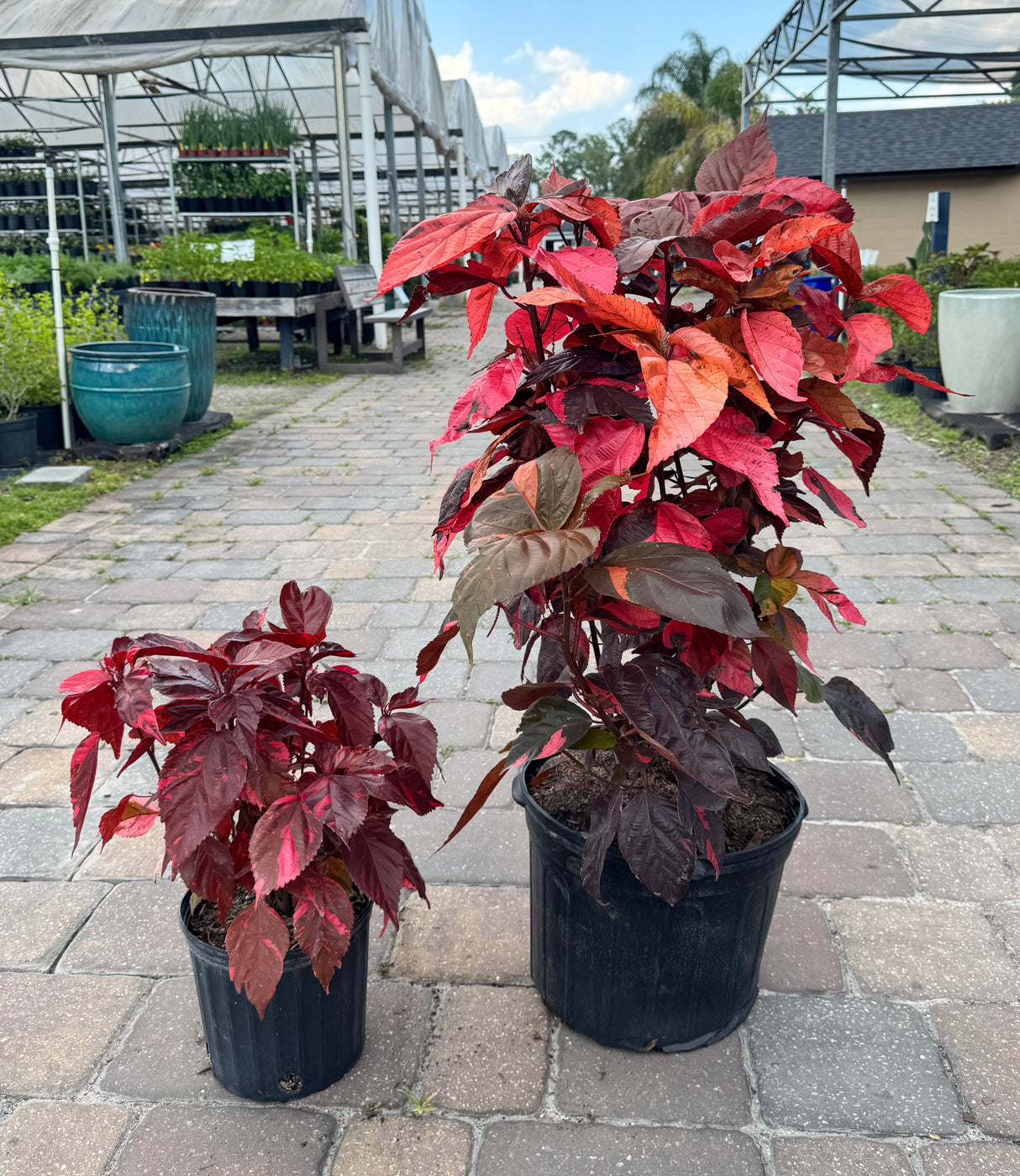 big and little Copper Leaf plants