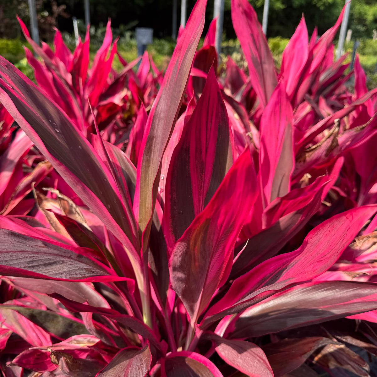 Cordyline – Liberty Landscape Supply