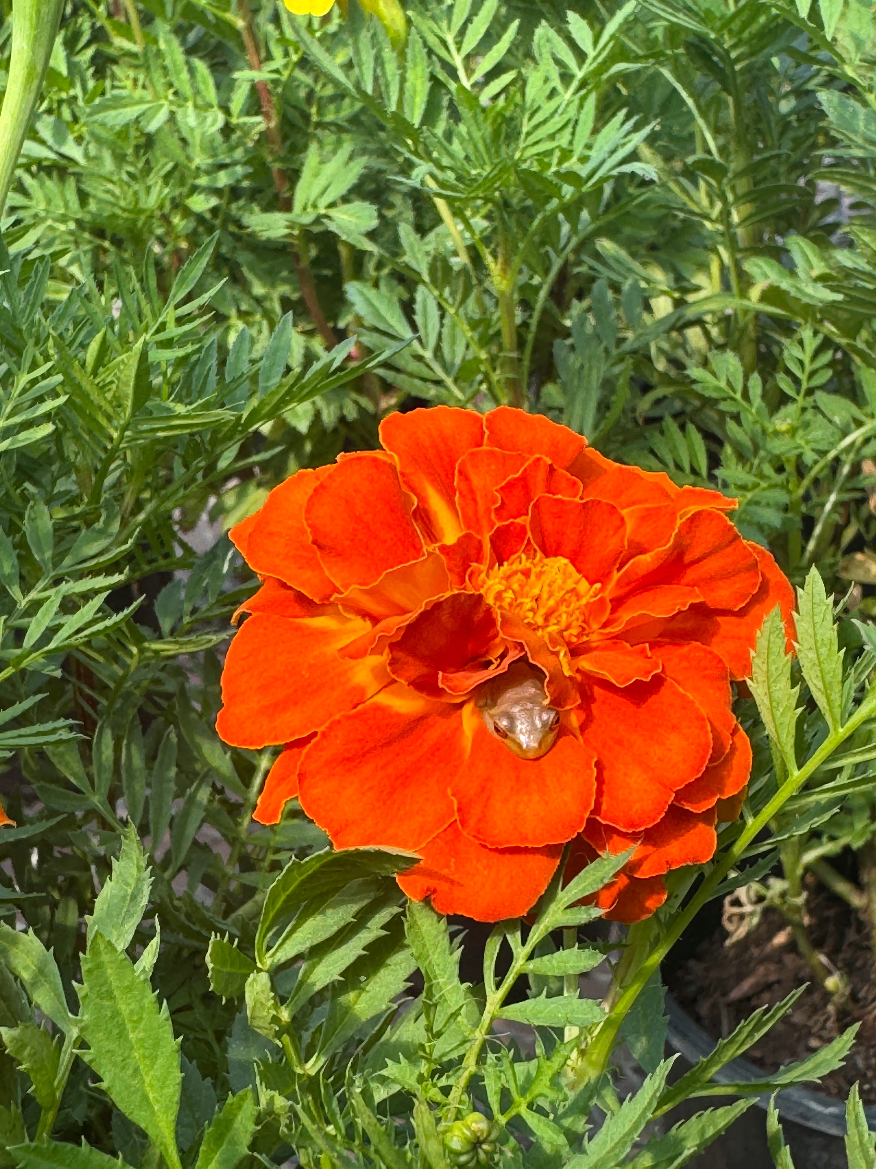 cosmos-flower-with-frog.jpg?