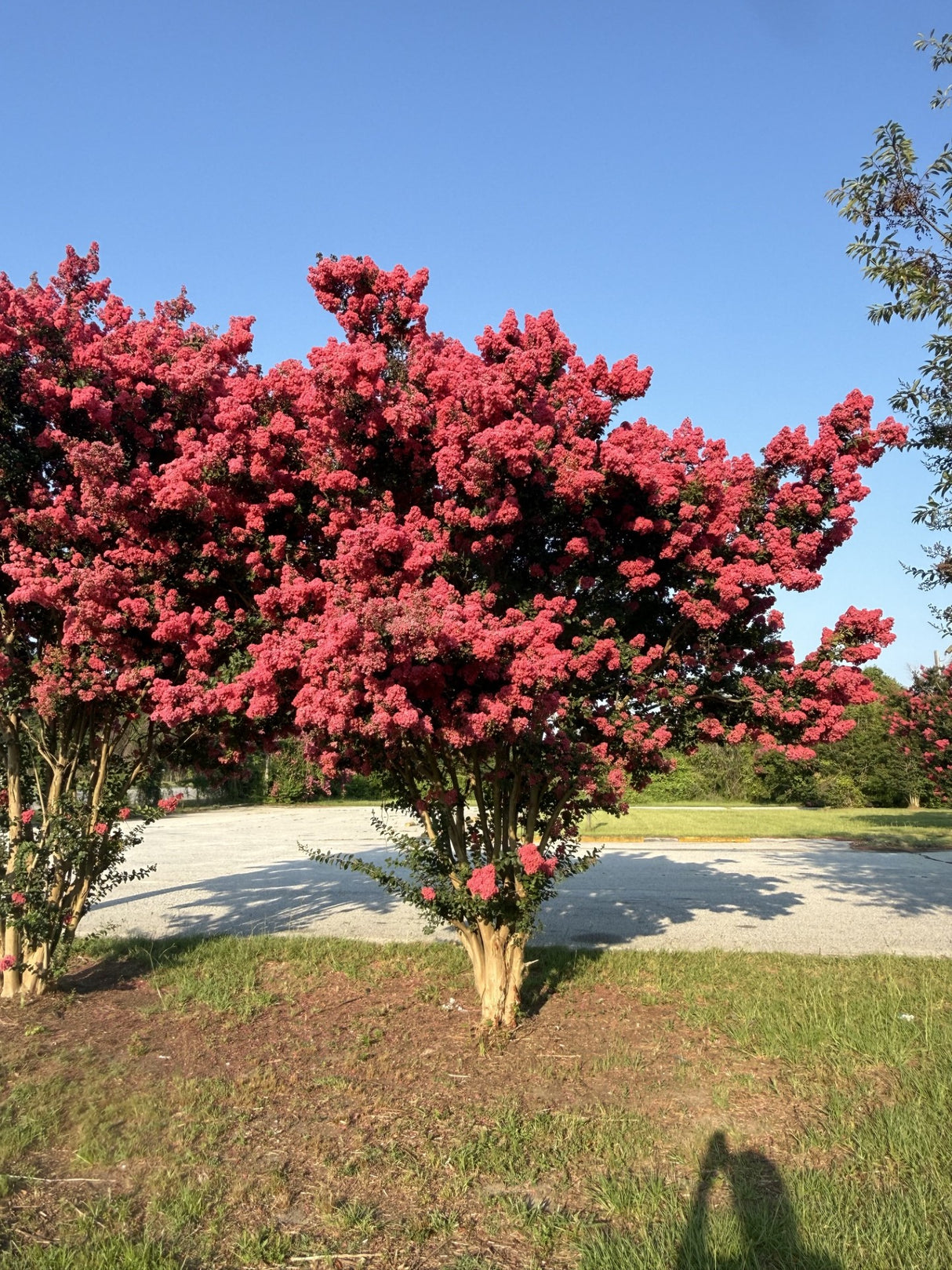 Crape Myrtle