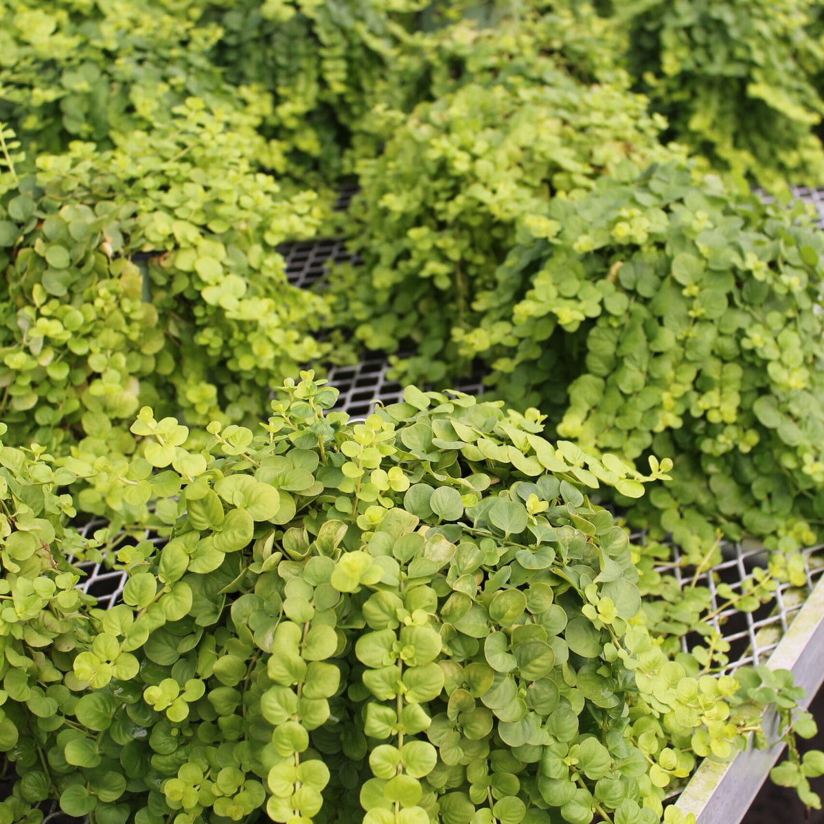 Creeping Jenny – Liberty Landscape Supply