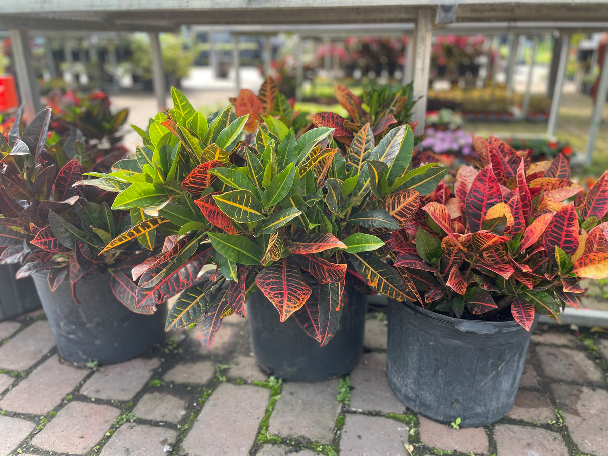 Croton