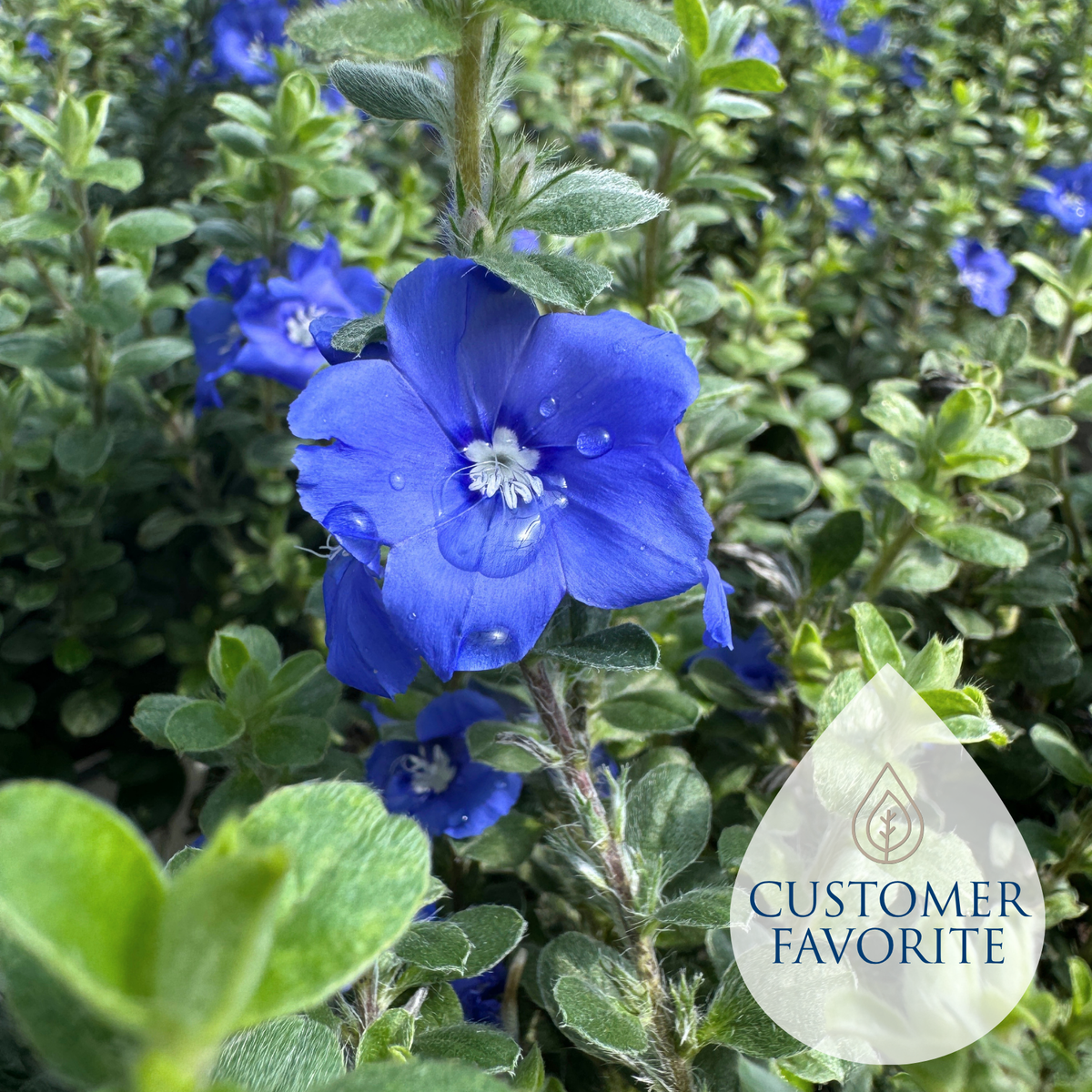 Blue Daze – Liberty Landscape Supply