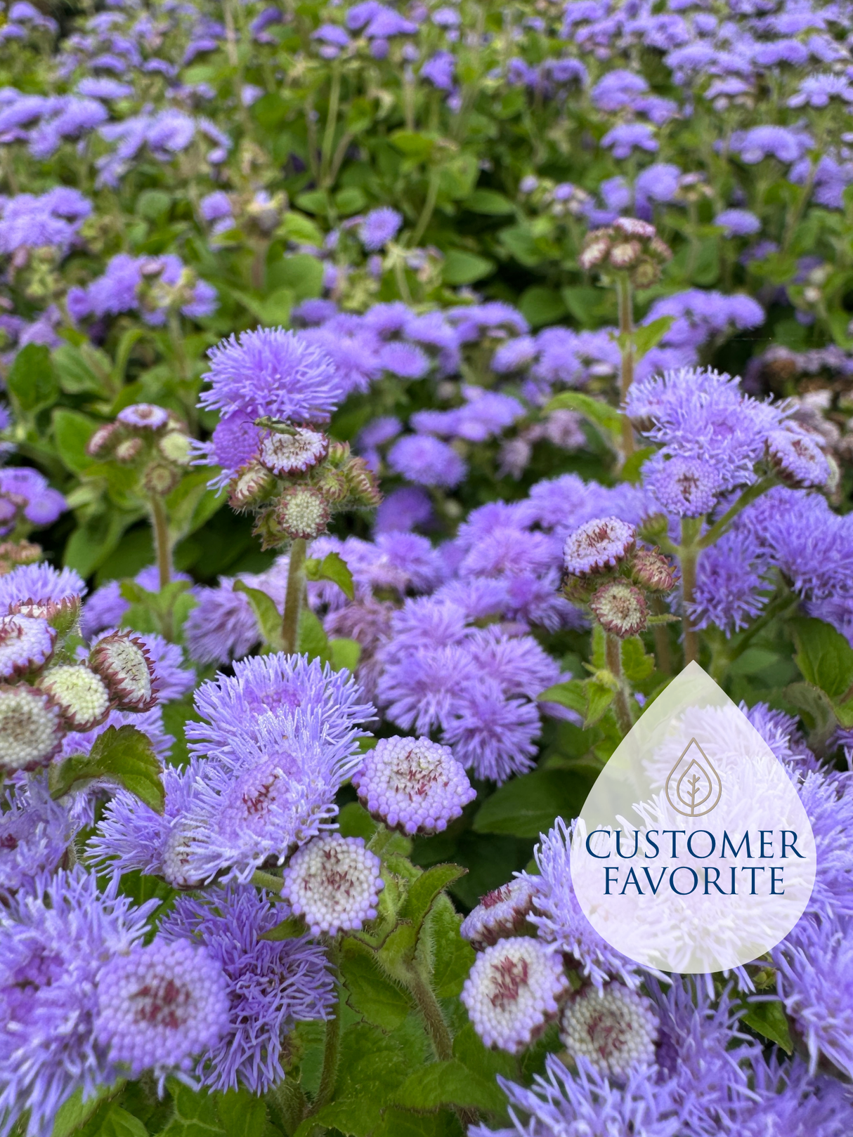 Ageratum