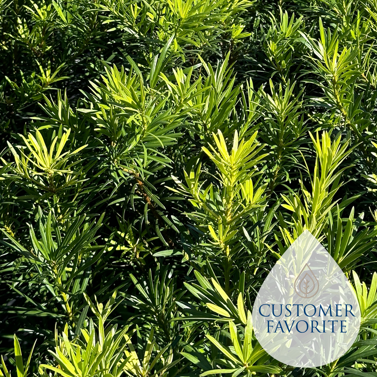 podocarpus indoor plant Podocarpus – Liberty Landscape Supply