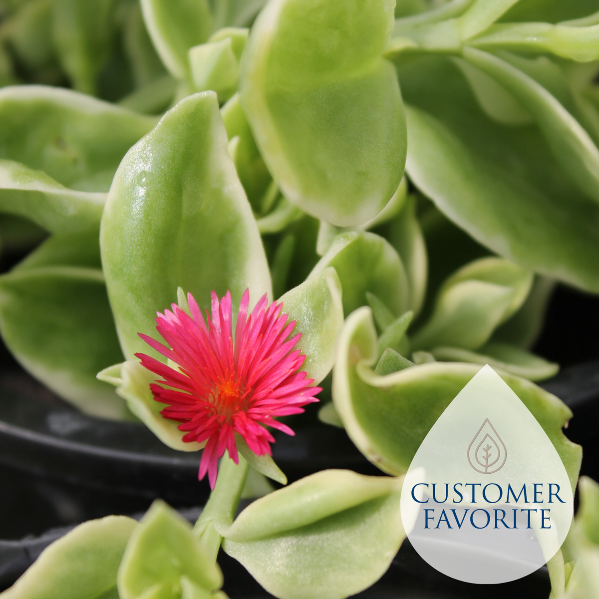 Aptenia Sunrose – Liberty Landscape Supply