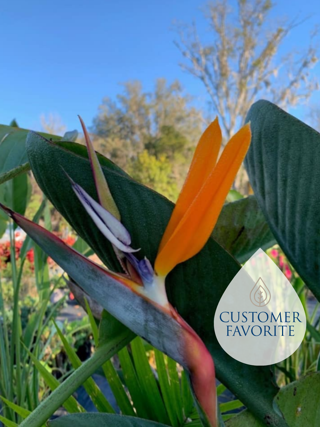 Bird of Paradise
