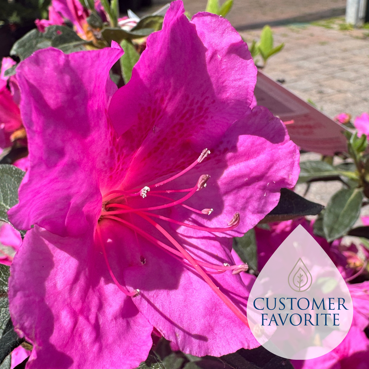 Encore Azalea – Liberty Landscape Supply