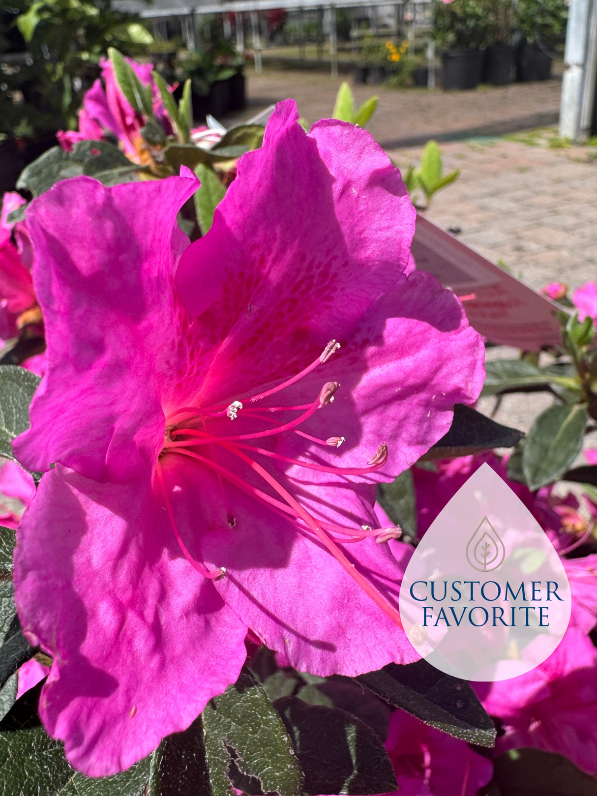 Encore Azalea
