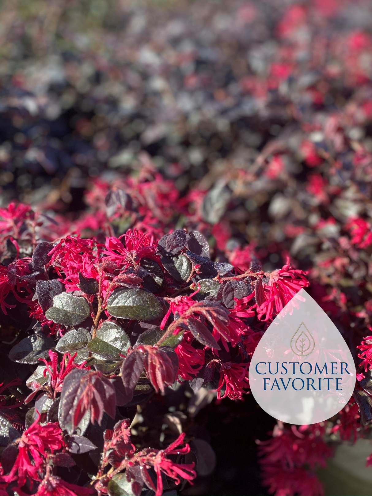 Loropetalum