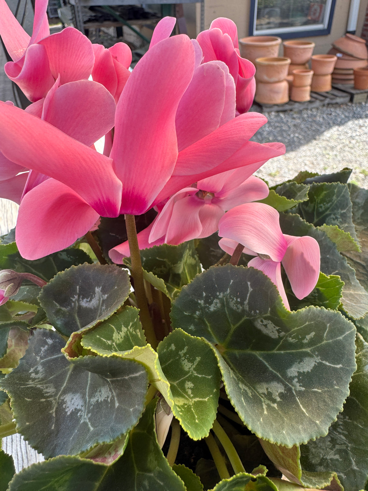 Cyclamen