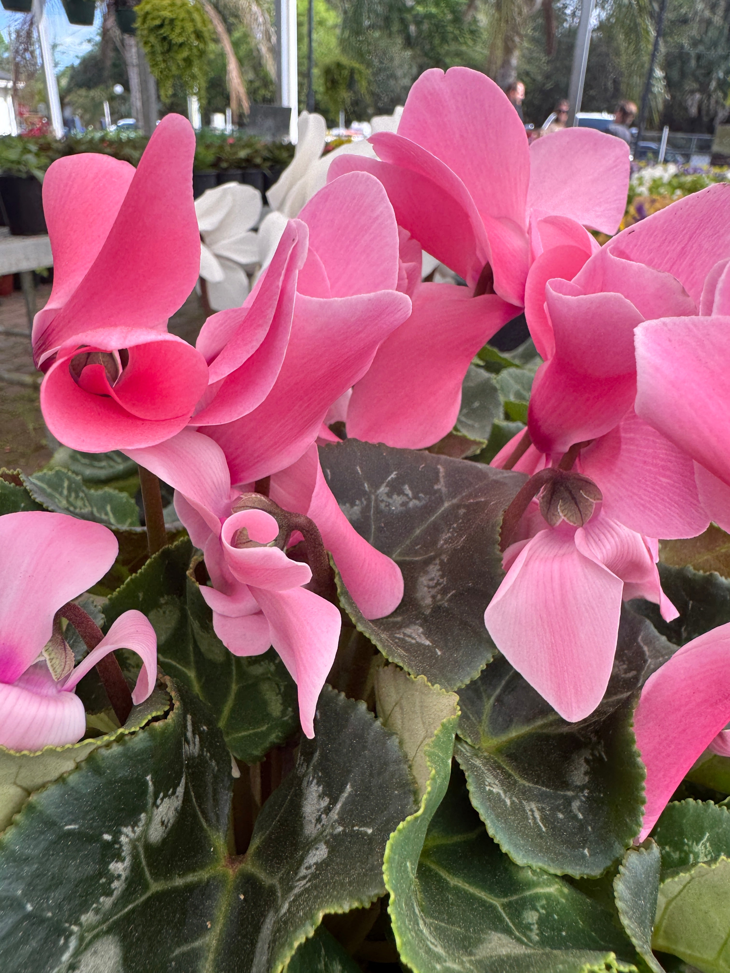 Cyclamen – Liberty Landscape Supply