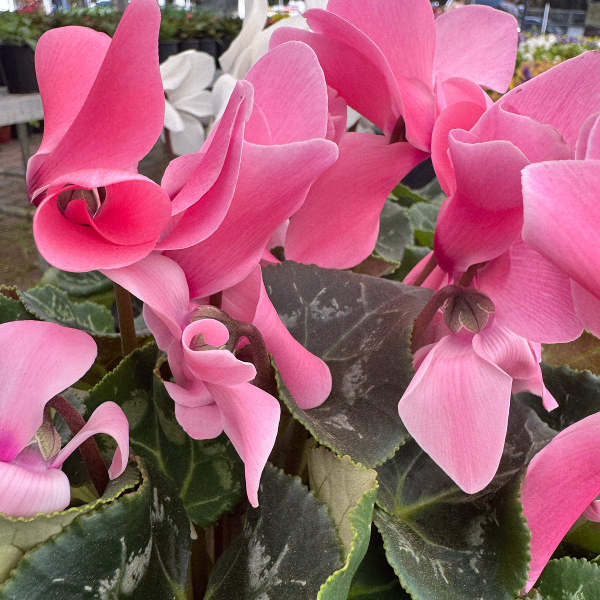 plant growing lights bunnings Cyclamen – Liberty Landscape Supply
