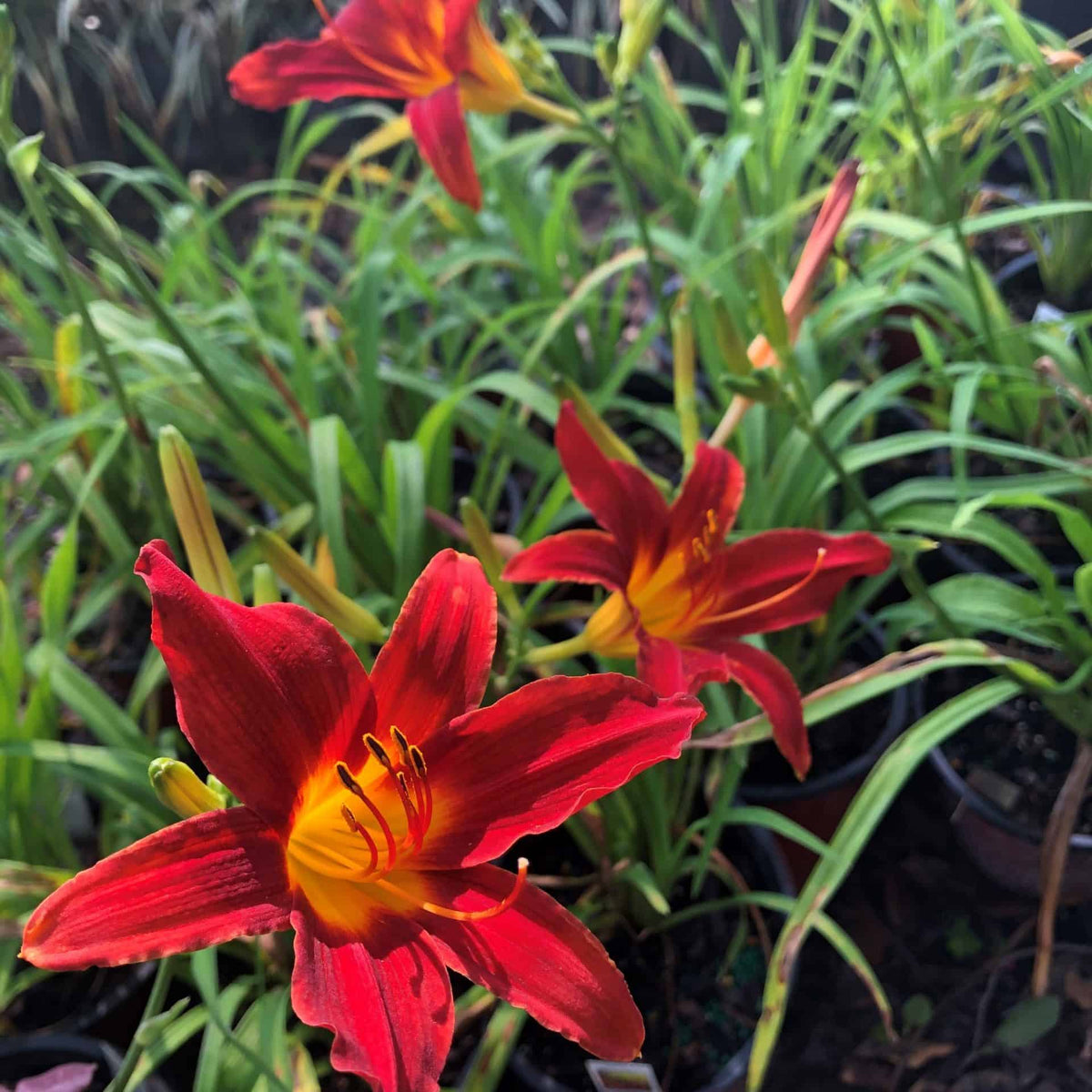 day lily indoor plant Daylily – Liberty Landscape Supply