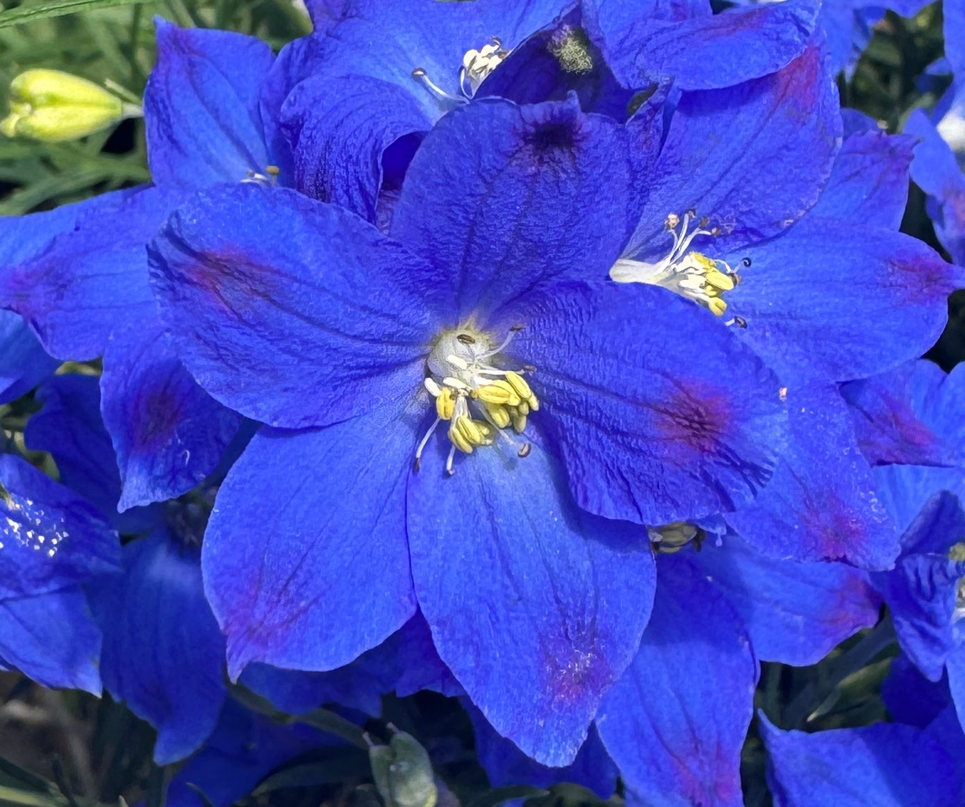bright blue Delphinium flower with purple spots