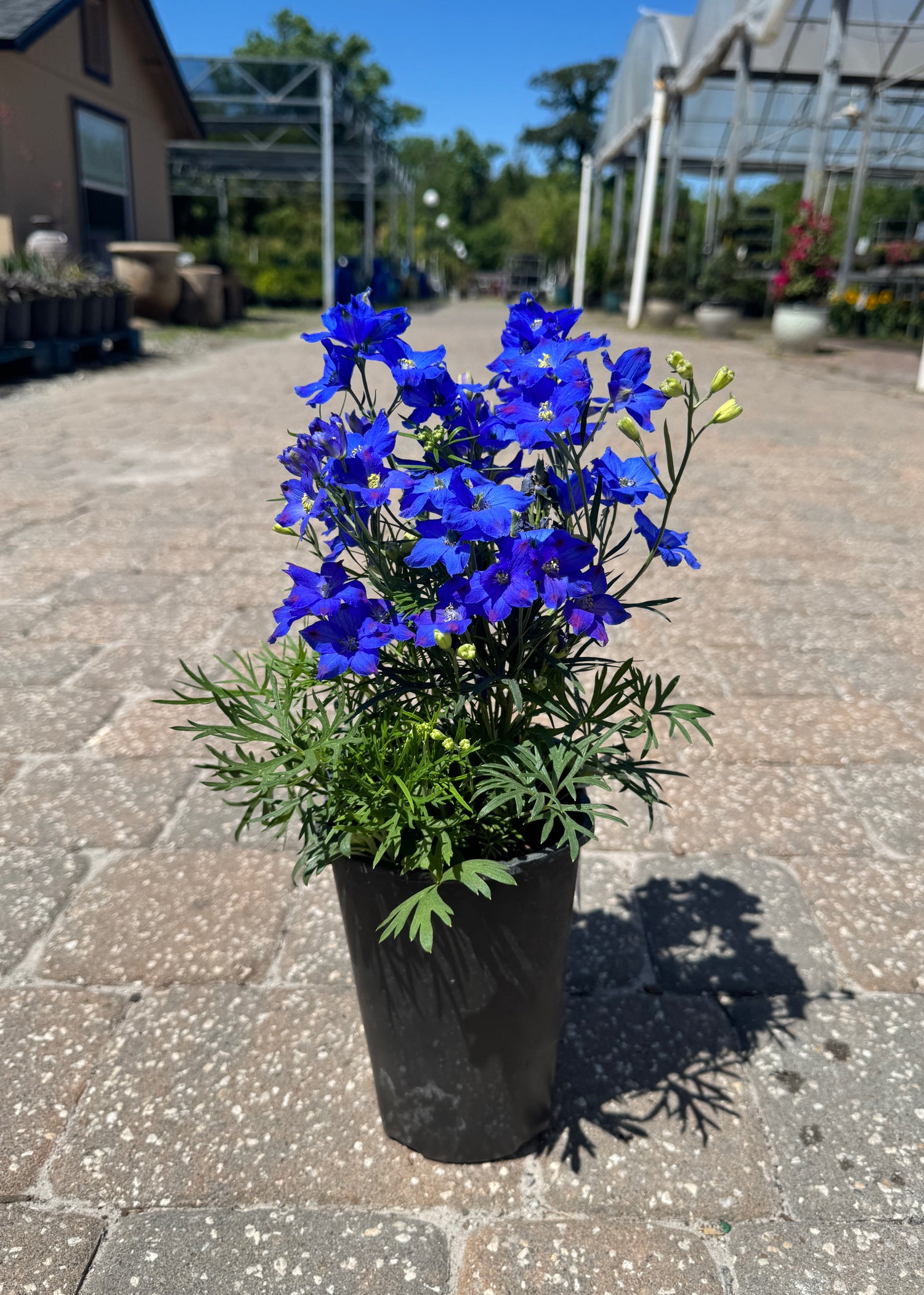 Delphinium plant with bright blue and purple flowers