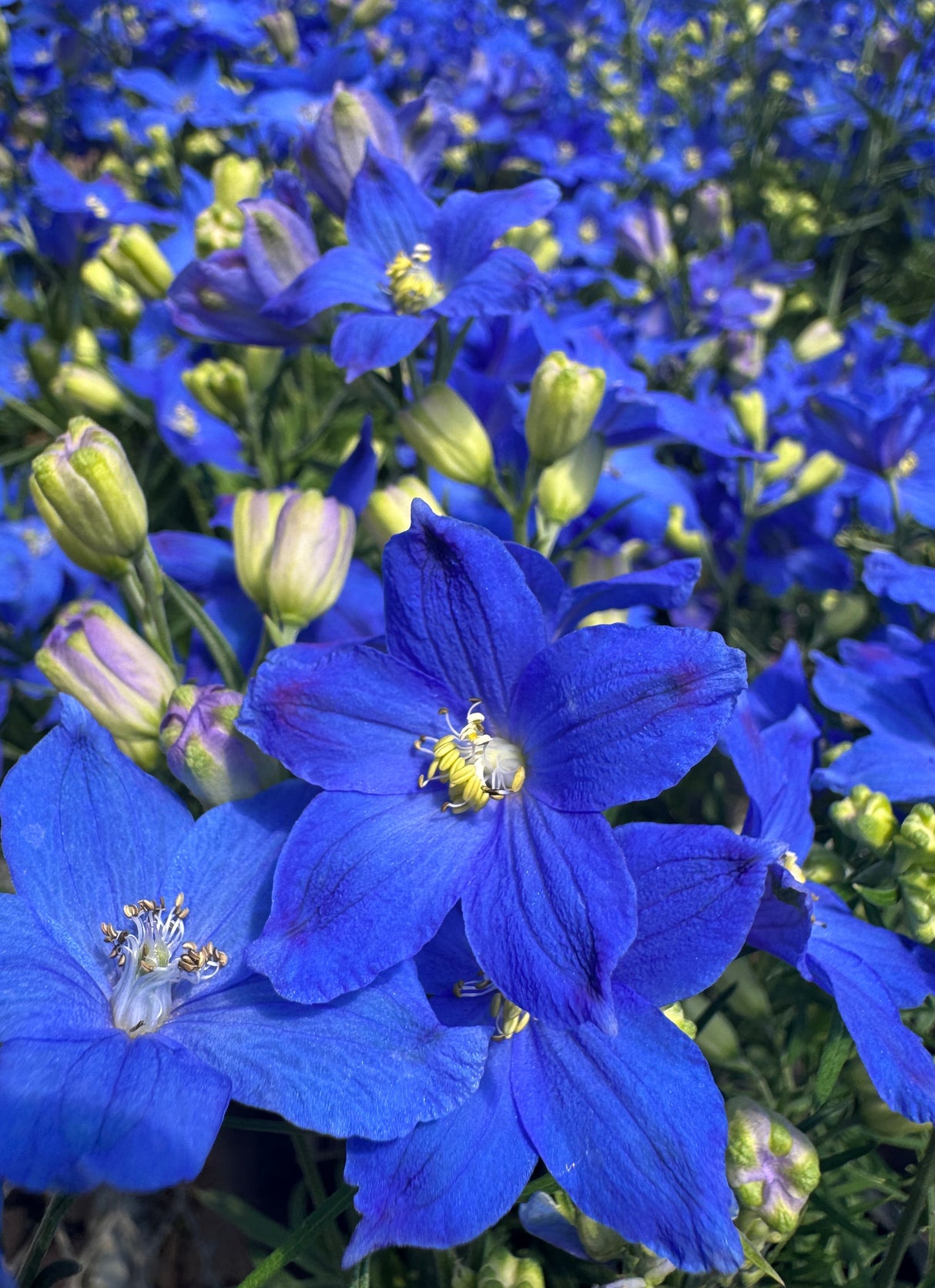 blue Delphinium flowers and buds
