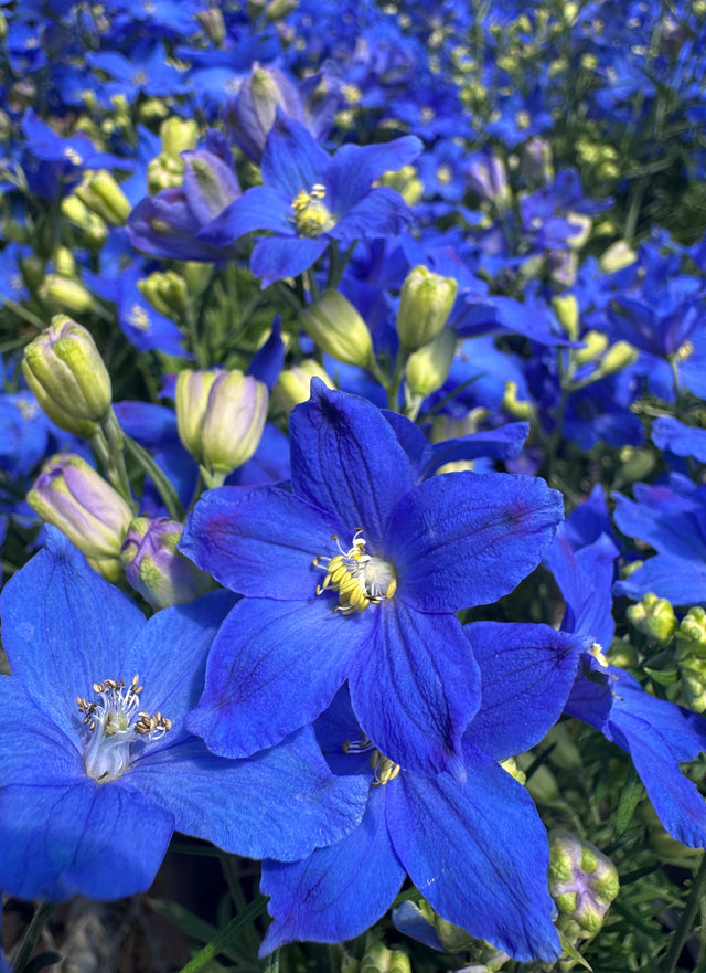 blue Delphinium flowers and buds