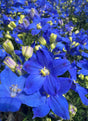 blue Delphinium flowers and buds