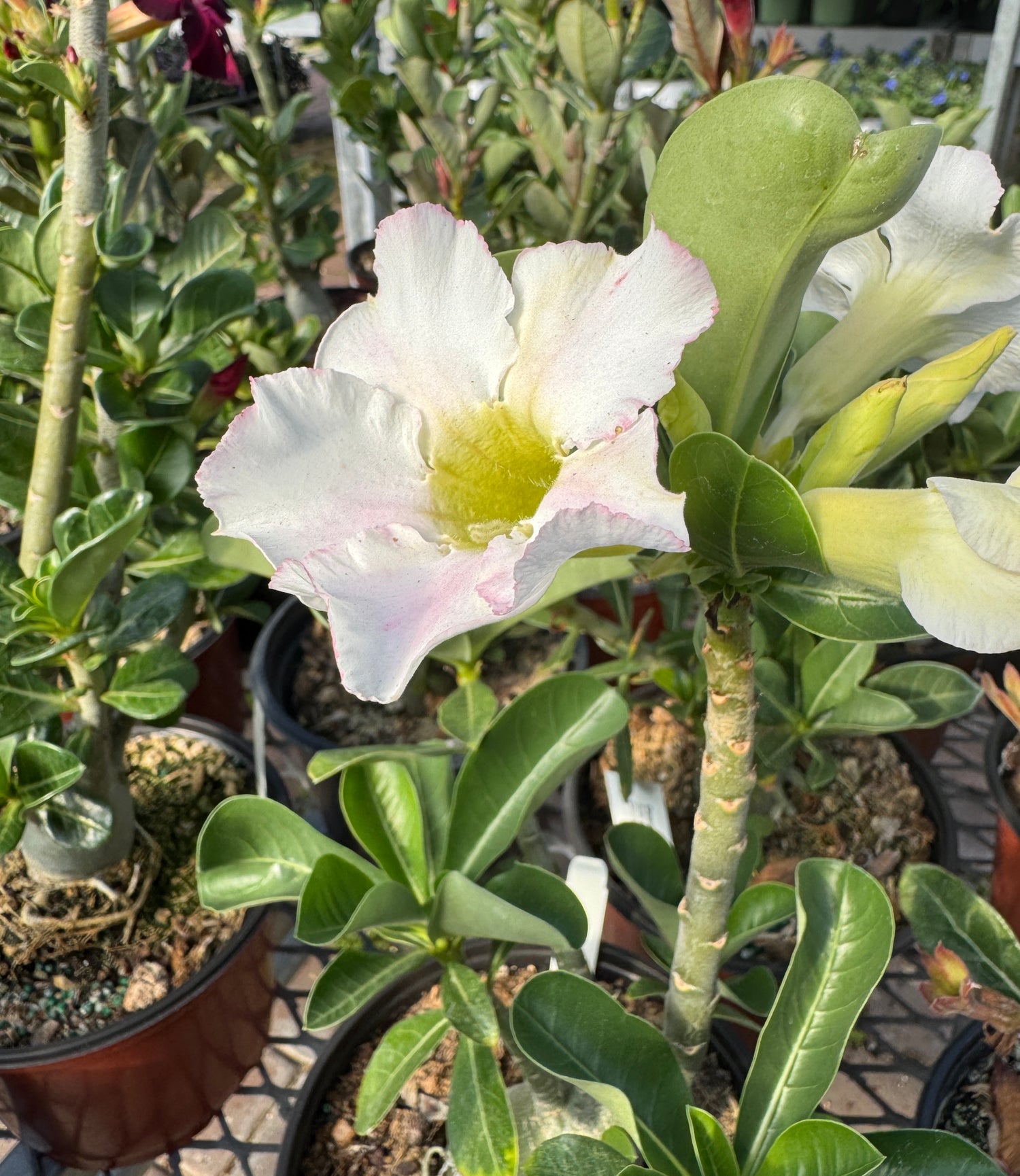 white and pink desert rose flower