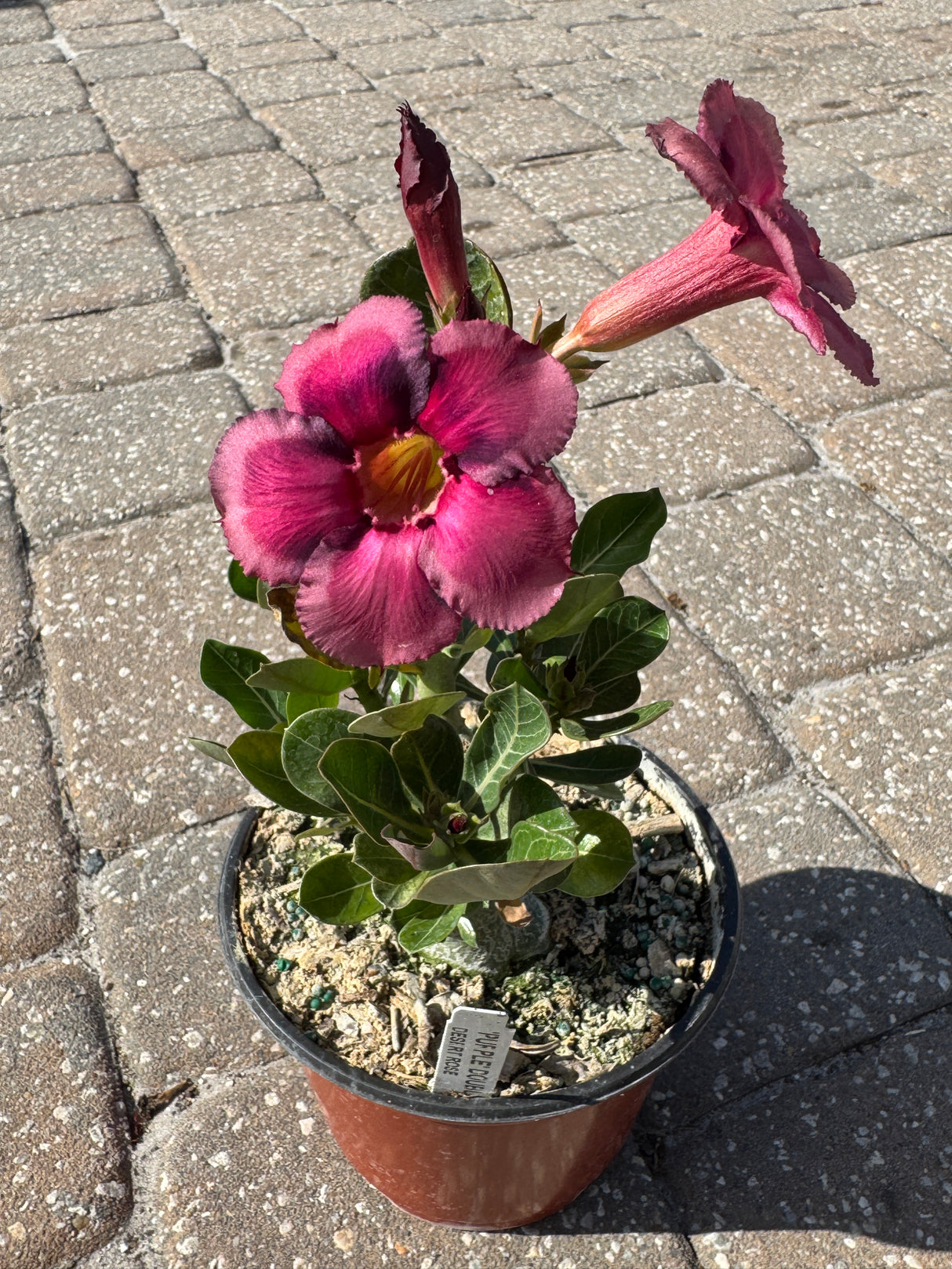 Desert Rose plant with pink flowers