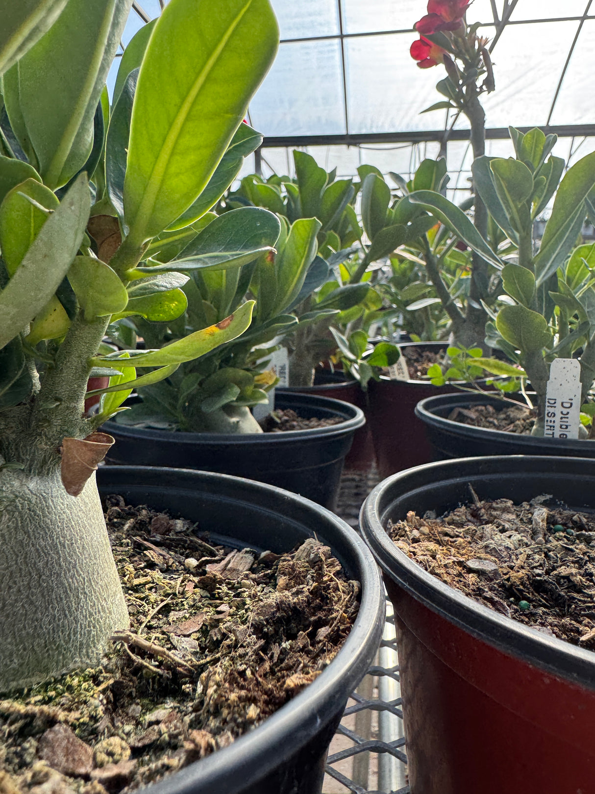 Desert Rose leaves and stems