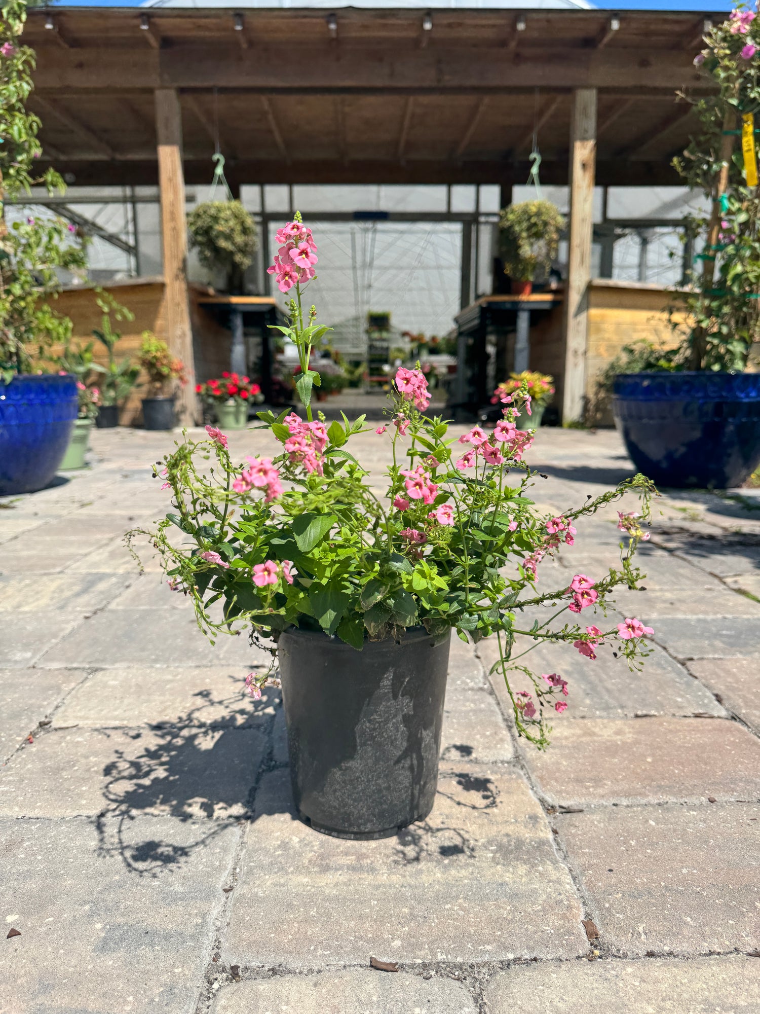 Diascia plant in pot with flowers