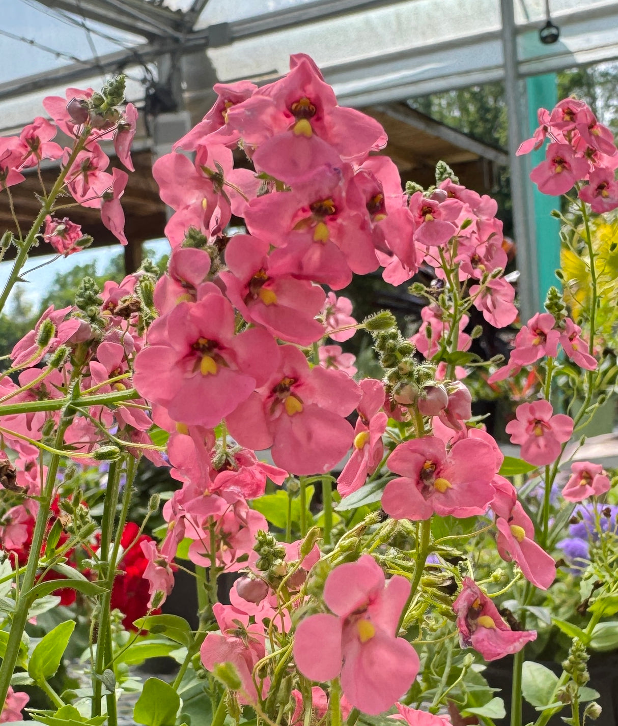 many pink Diascia flowers