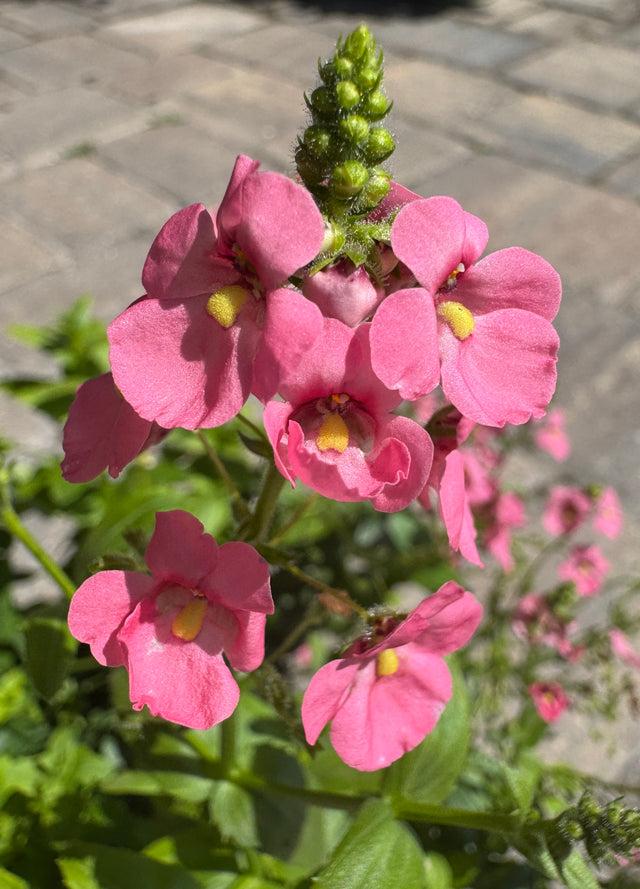 Diascia plant with pink flowers