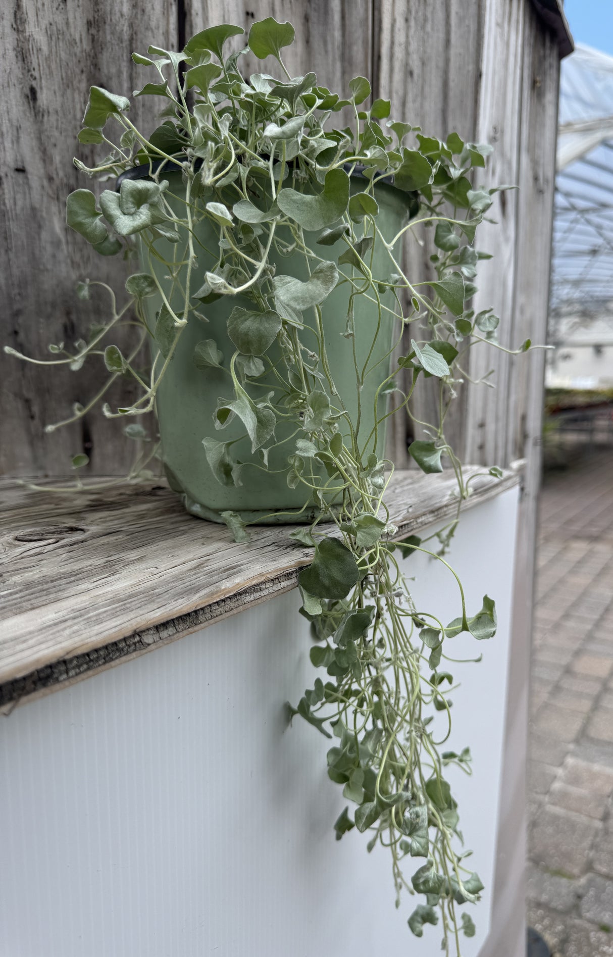 Silver Falls dichondra plant