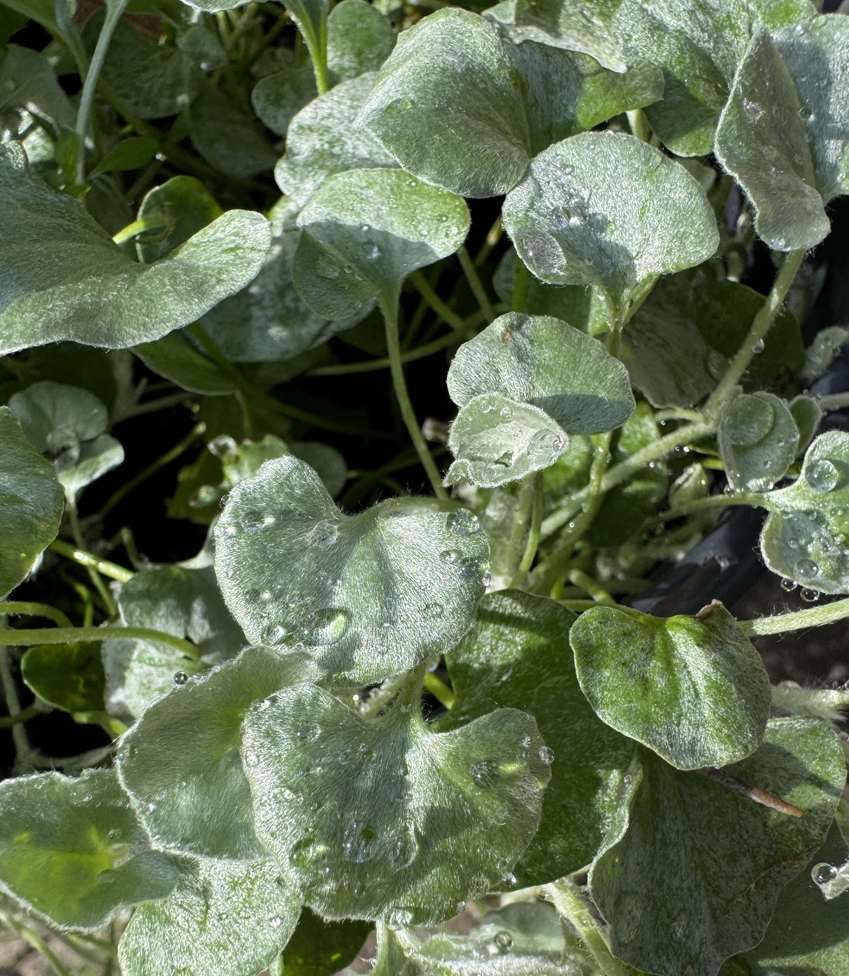 dichondra leaves with morning dew